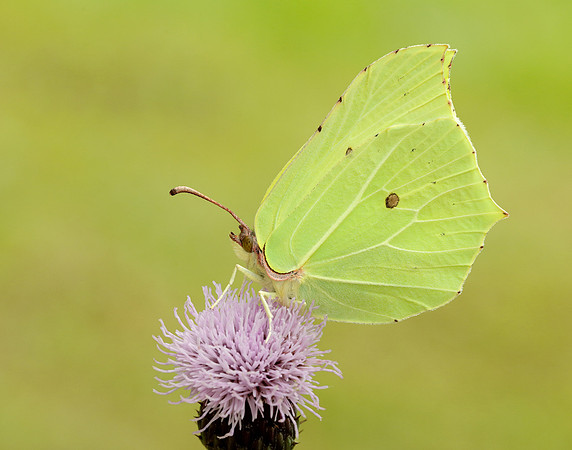 Brimstone Gonepteryx rhamni