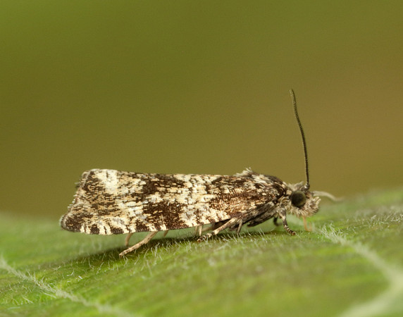 49.166 BF1076 Celypha lacunana