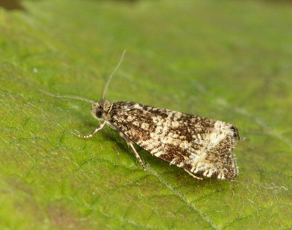 49.166 BF1076 Celypha lacunana