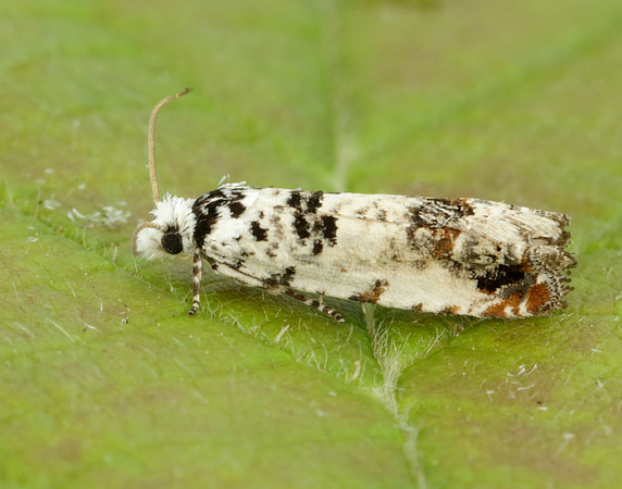 49.166 BF1076 Celypha lacunana