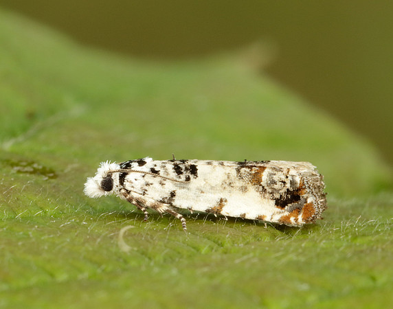 49.166 BF1076 Celypha lacunana