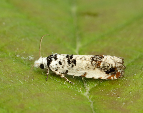 49.166 BF1076 Celypha lacunana