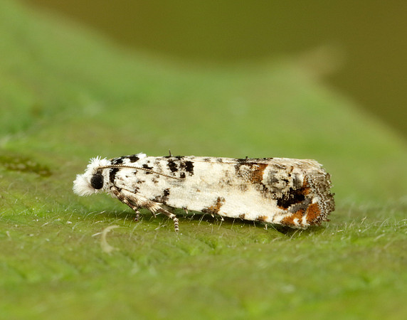 49.166 BF1076 Celypha lacunana