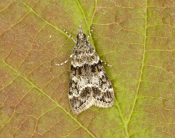 63.074 BF1344 Eudonia mercurella