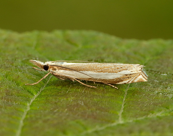 63.074 BF1344 Eudonia mercurella