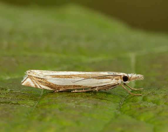 63.074 BF1344 Eudonia mercurella