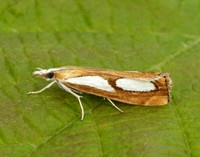 63.099 BF1313 Catoptria pinella