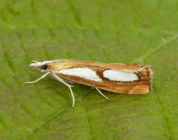 63.099 BF1313 Catoptria pinella