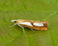 63.099 BF1313 Catoptria pinella