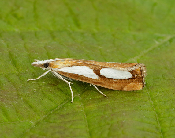63.099 BF1313 Catoptria pinella