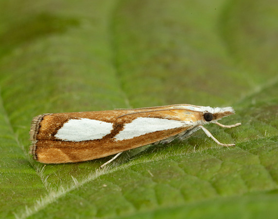 63.099 BF1313 Catoptria pinella