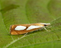 63.099 BF1313 Catoptria pinella