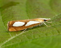 63.099 BF1313 Catoptria pinella