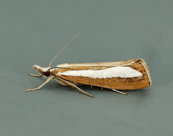 63.100 BF1314  Catoptria margaritella