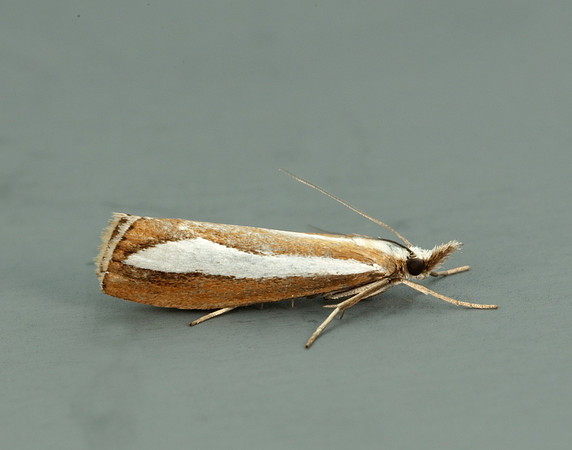 63.100 BF1314  Catoptria margaritella