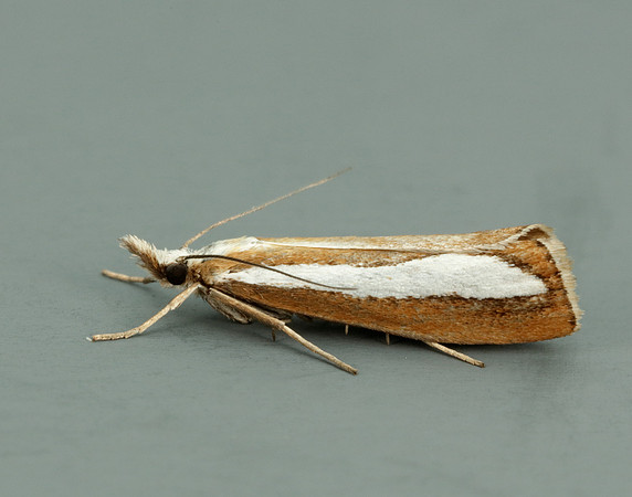 63.100 BF1314  Catoptria margaritella