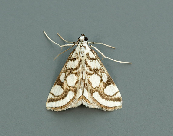63.118 BF1350 Beautiful China-mark Nymphula nitidulata