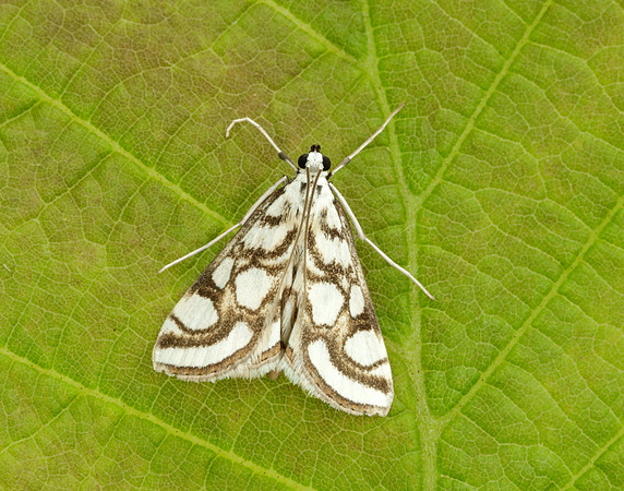 63.118 BF1350 Beautiful China-mark Nymphula nitidulata