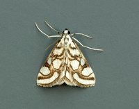63.118 BF1350 Beautiful China-mark Nymphula nitidulata
