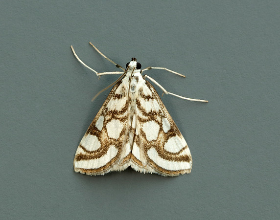 63.118 BF1350 Beautiful China-mark Nymphula nitidulata