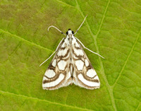 63.118 BF1350 Beautiful China-mark Nymphula nitidulata