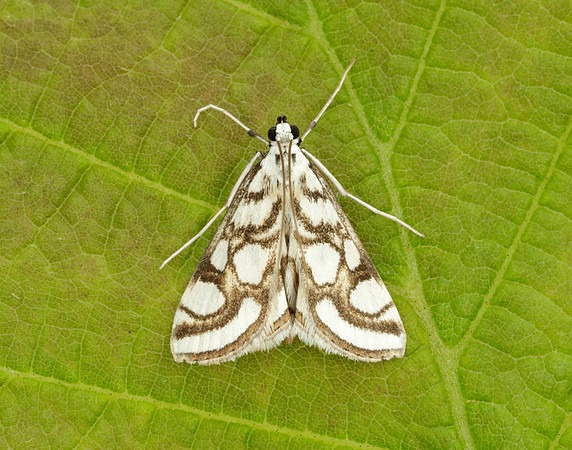 63.118 BF1350 Beautiful China-mark Nymphula nitidulata