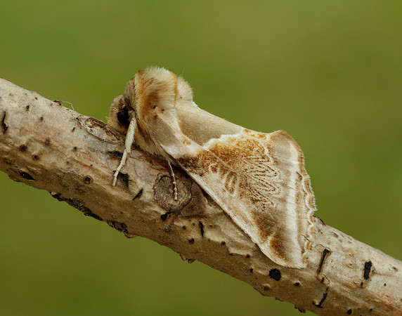 65.009 BF1653 Buff Arches Habrosyne pyritoides