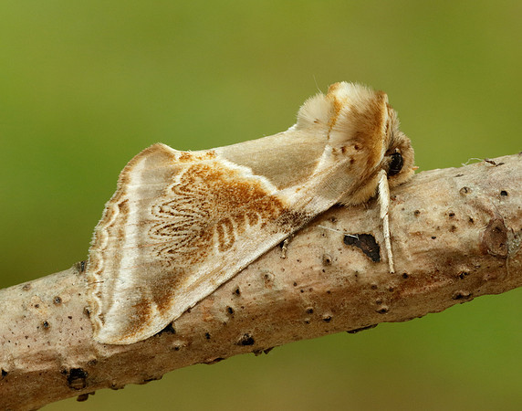 65.009 BF1653 Buff Arches Habrosyne pyritoides