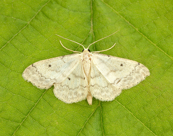 70.013 BF1702 Small Fan-footed Wave Idaea biselata