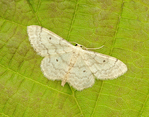 70.013 BF1702 Small Fan-footed Wave Idaea biselata