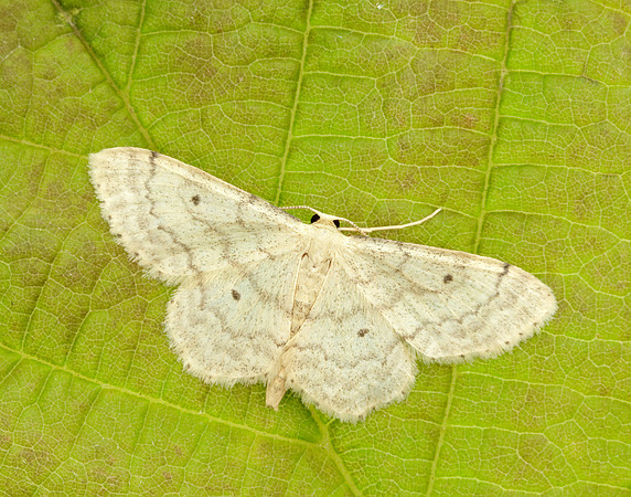 70.013 BF1702 Small Fan-footed Wave Idaea biselata