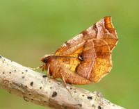 70.013 BF1702 Small Fan-footed Wave Idaea biselata
