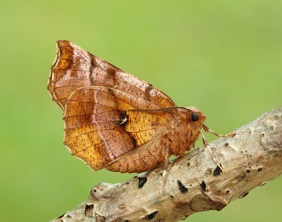 70.013 BF1702 Small Fan-footed Wave Idaea biselata