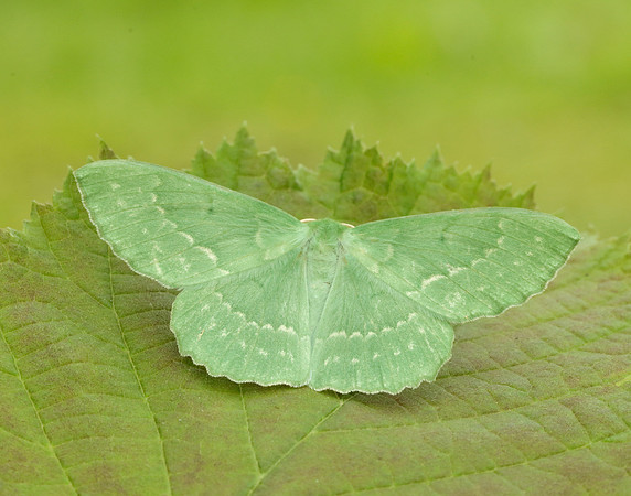 70.299 BF1666 Large Emerald Geometra papilionaria