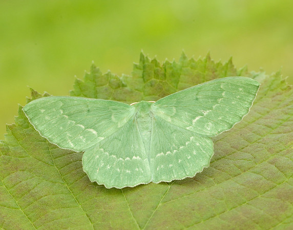 70.299 BF1666 Large Emerald Geometra papilionaria