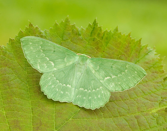 70.299 BF1666 Large Emerald Geometra papilionaria