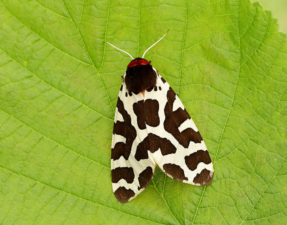 72.026 BF2057 Garden Tiger Arctia caja