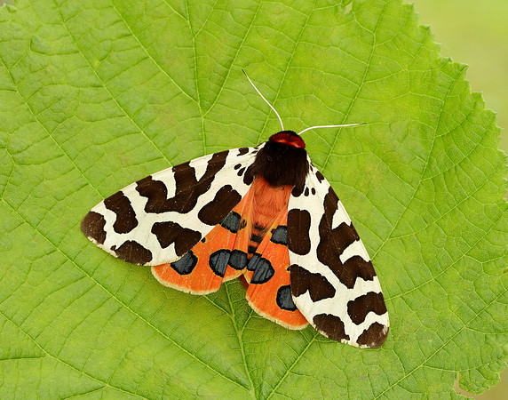 72.026 BF2057 Garden Tiger Arctia caja