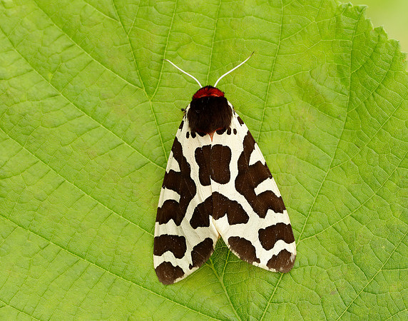 72.026 BF2057 Garden Tiger Arctia caja