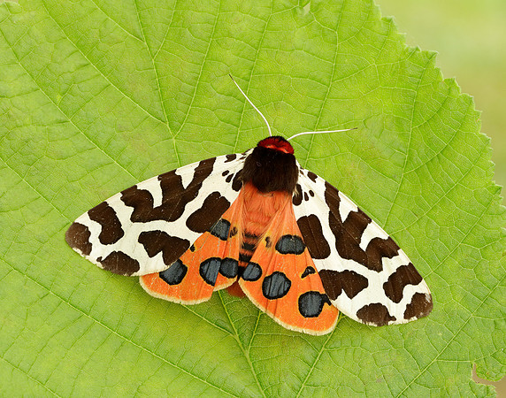 72.026 BF2057 Garden Tiger Arctia caja