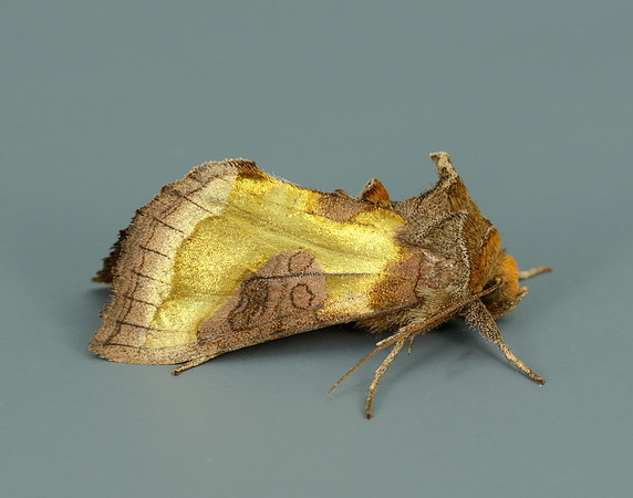 73.012 BF2434 Burnished Brass Diachrysia chrysitis