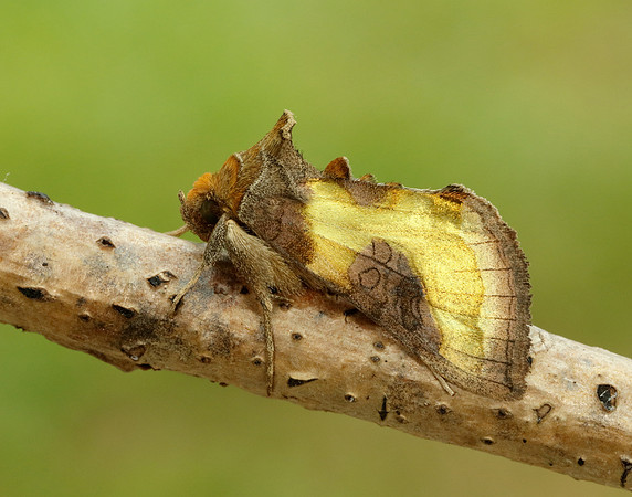 73.012 BF2434 Burnished Brass Diachrysia chrysitis