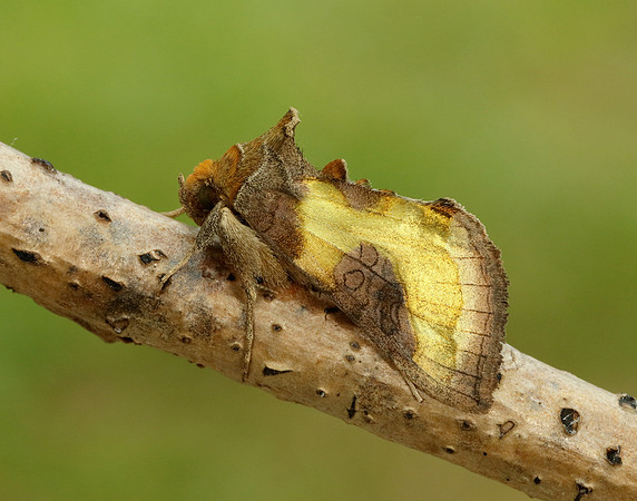 73.012 BF2434 Burnished Brass Diachrysia chrysitis