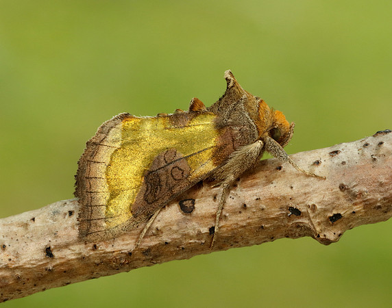 73.012 BF2434 Burnished Brass Diachrysia chrysitis