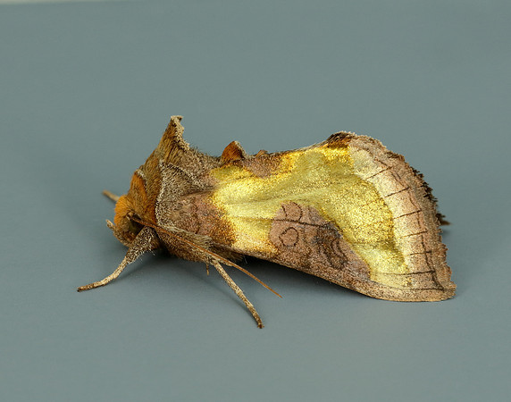 73.012 BF2434 Burnished Brass Diachrysia chrysitis