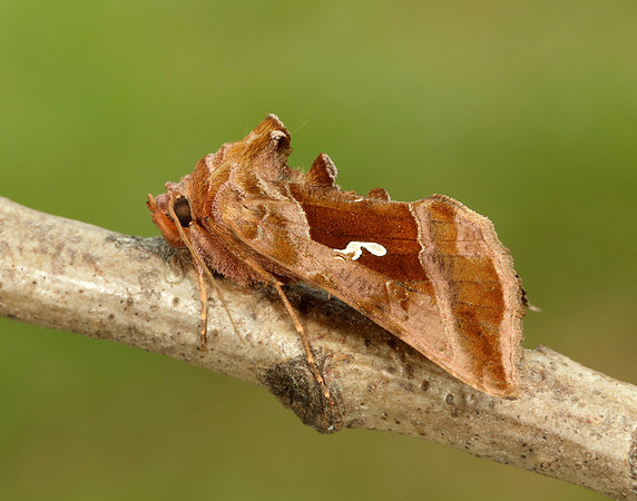 73.012 BF2434 Burnished Brass Diachrysia chrysitis