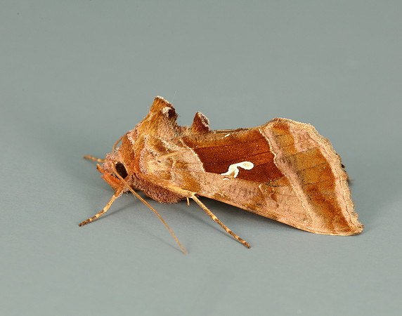 73.012 BF2434 Burnished Brass Diachrysia chrysitis