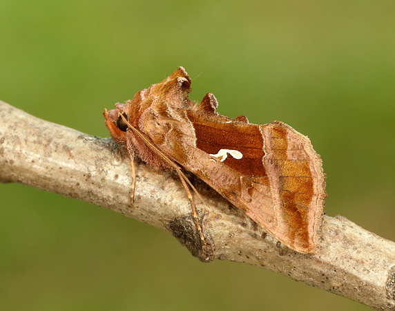 73.012 BF2434 Burnished Brass Diachrysia chrysitis