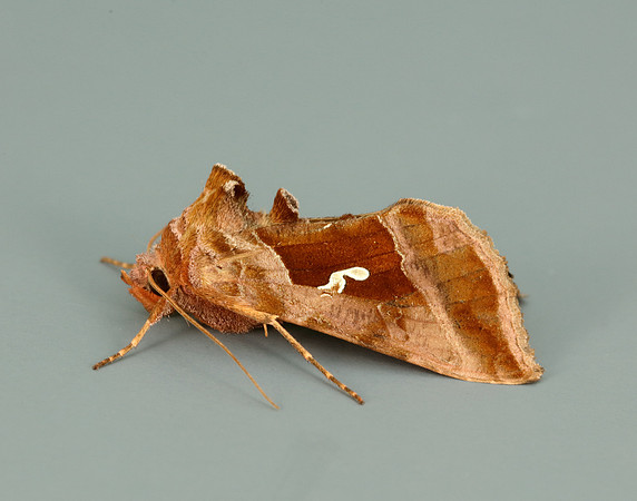 73.012 BF2434 Burnished Brass Diachrysia chrysitis