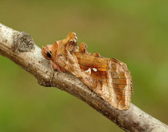 73.012 BF2434 Burnished Brass Diachrysia chrysitis